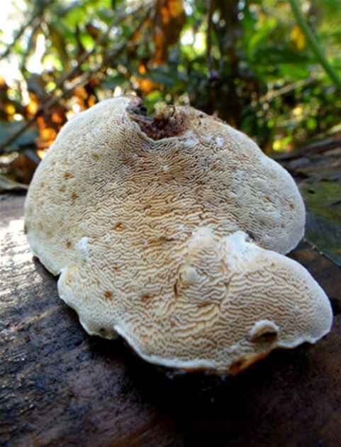 The complex pore layer beneath with its off-white colouration
